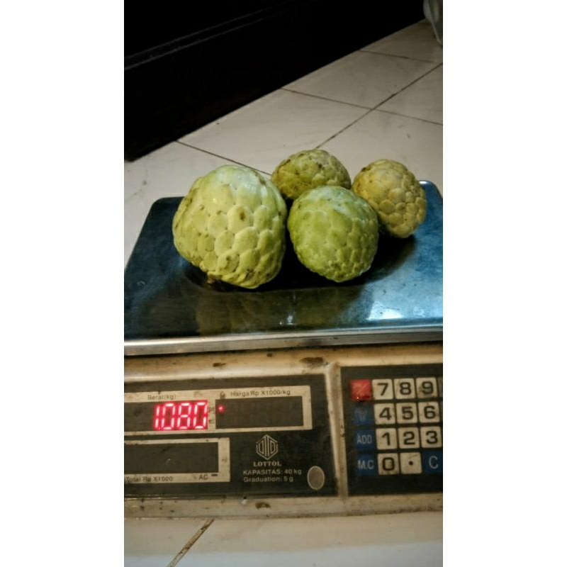 

Srikaya jumbo tua 1 kg petik pohon