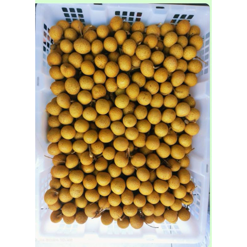 

Kelengkeng manis 1Kg Bekasi