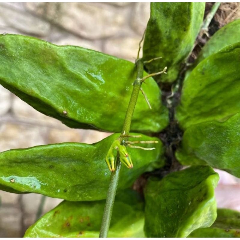 New Dischidia major Hoya major