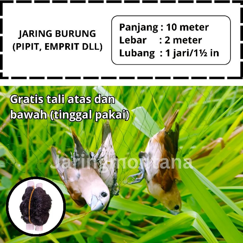 JARING BURUNG EMPRIT JARING MONTANA JARING BURUNG SAWAH