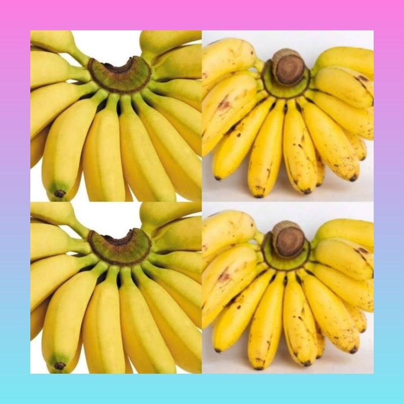 

Pisang emas segar 1 kg | Pisang emas fresh | Pisang emas 1 kg | Pisang emas