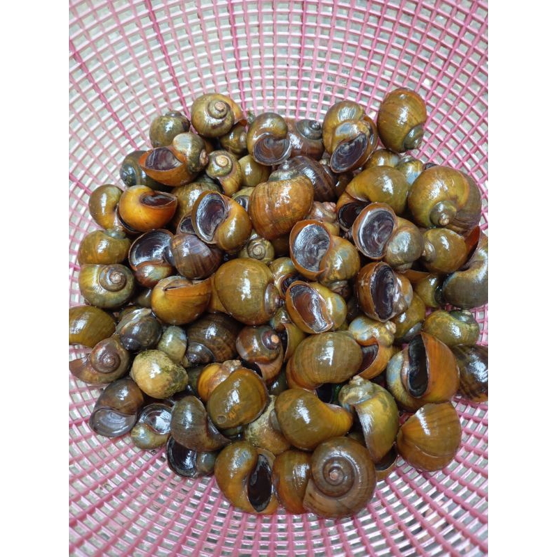 

Keong mas / keong sawah hidup / fresh per 500 gram
