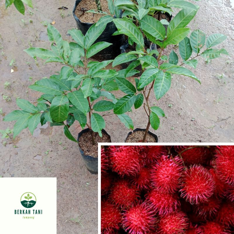 

rambutan binjai hasil okulasi