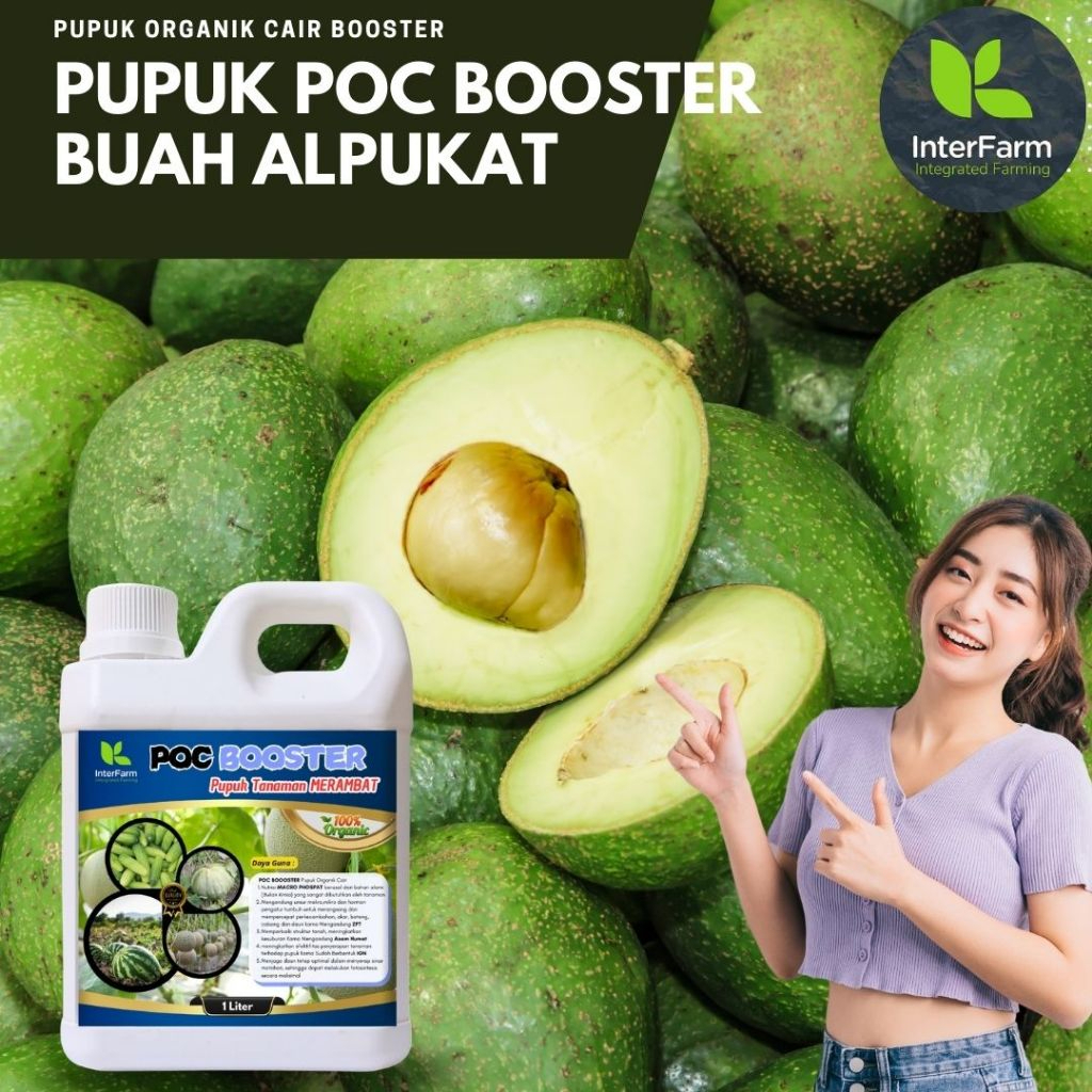 Pupuk Pelebat Buah Alpukat | Pupuk Booster Buah Untuk Tanaman Alpukat | Pupuk Organik Cair INTERFARM