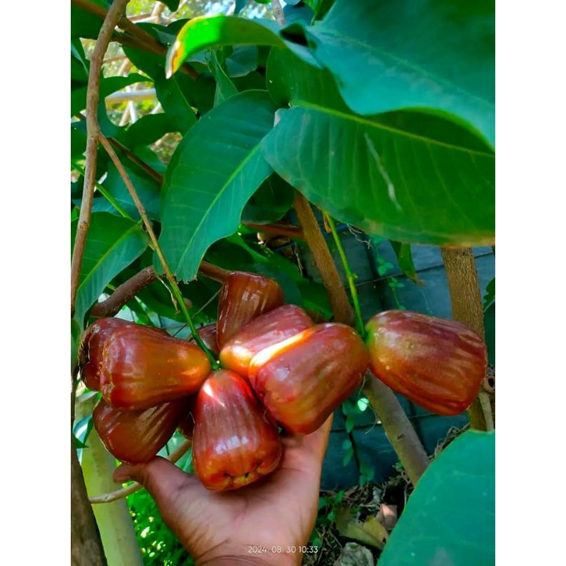 

bibit jambu manasikana