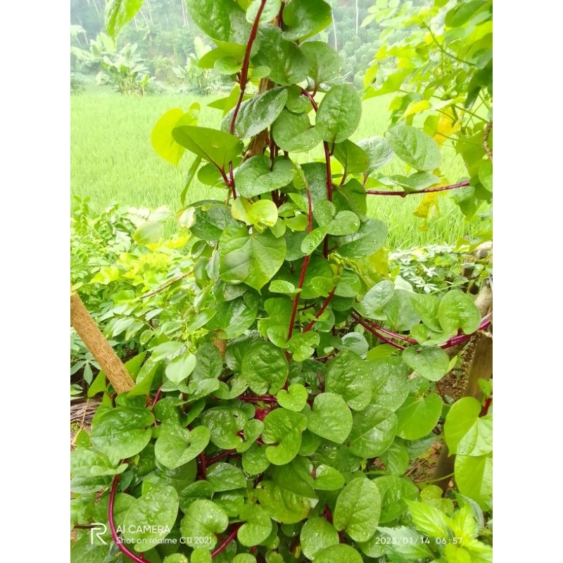 

Daun Binahong Merah Segar 50 Lembar Langsung Petik Herbal Asli