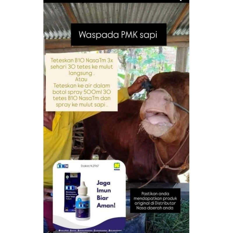Obat PMK sapi NasaTM