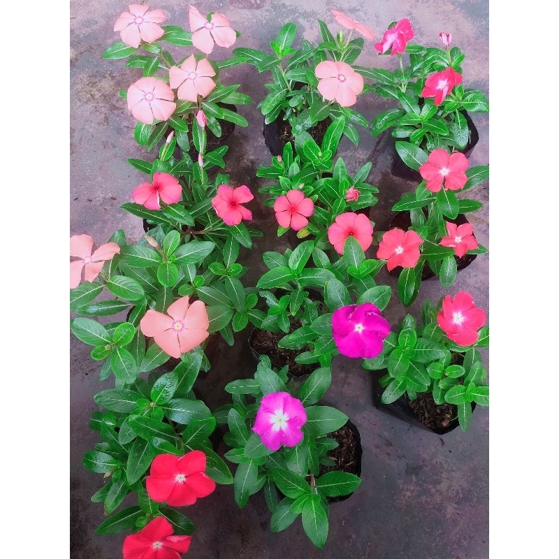 tanaman bunga vinca hidup