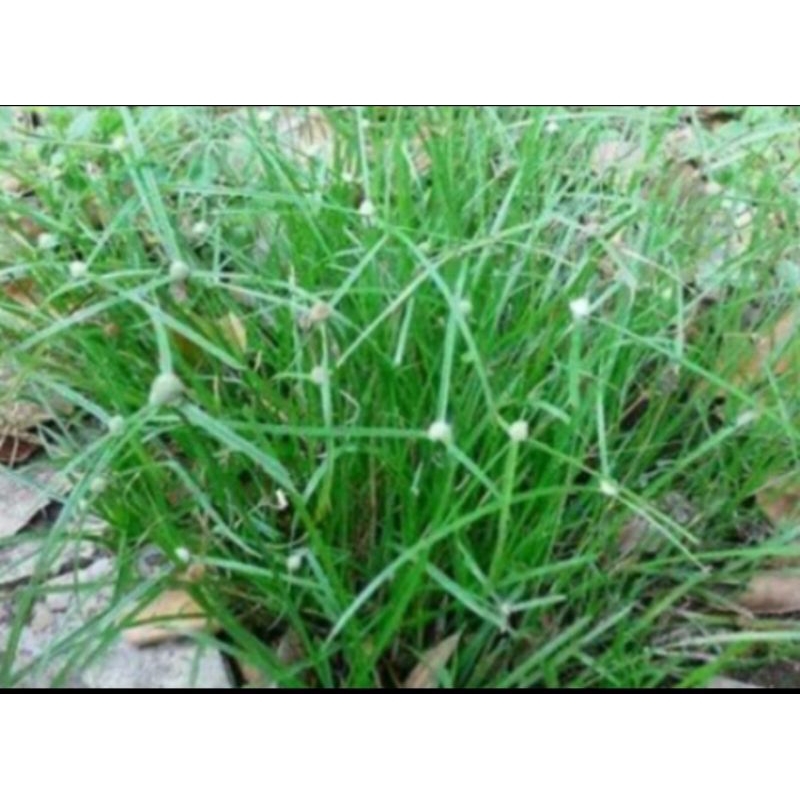 

Jual rumput pendul segar petik langsung 250 gram