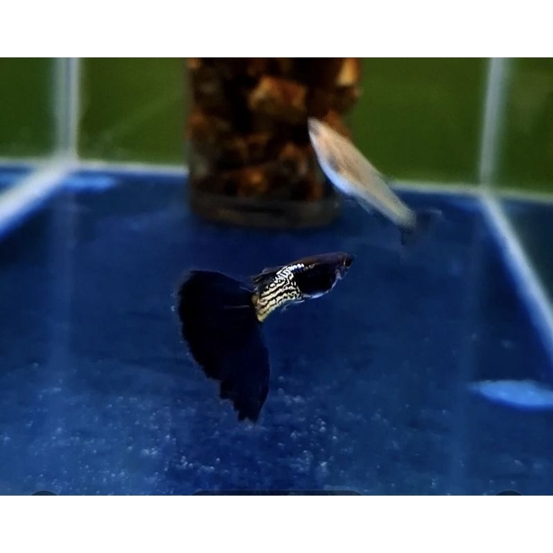 stiker guppy MSSBT