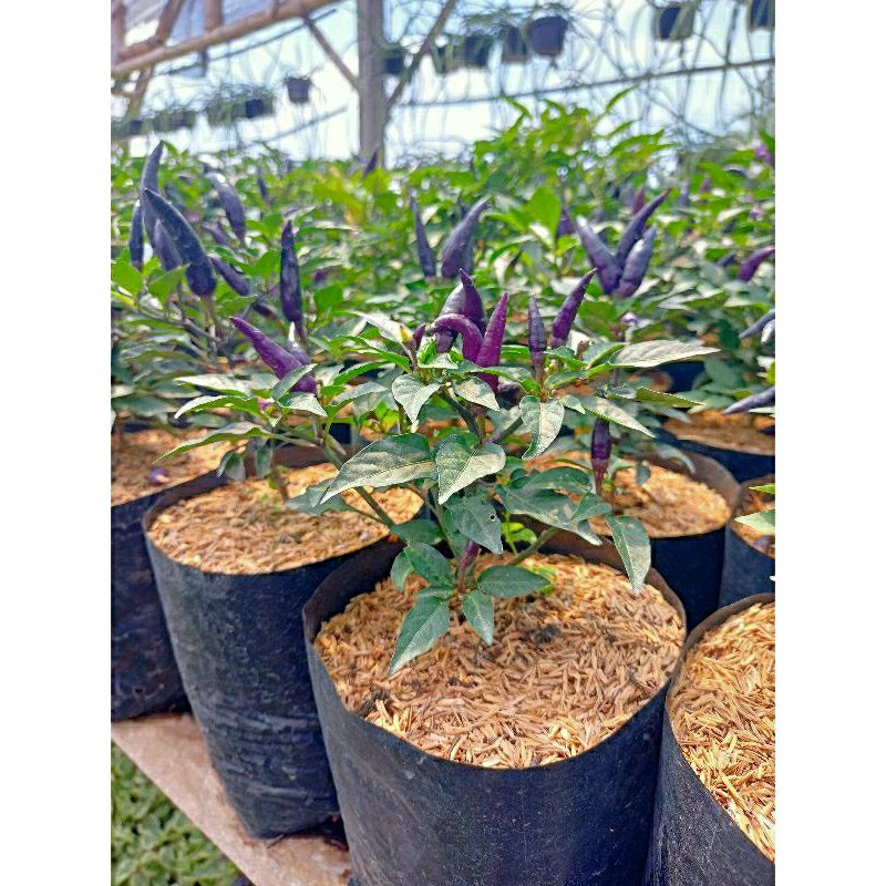 Tanaman Hidup Cabe Ungu Berbuah - Cabe Ungu - Cabe Ungu Berbuah