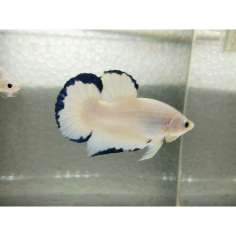 bahan Ikan cupang blue rim Jantan