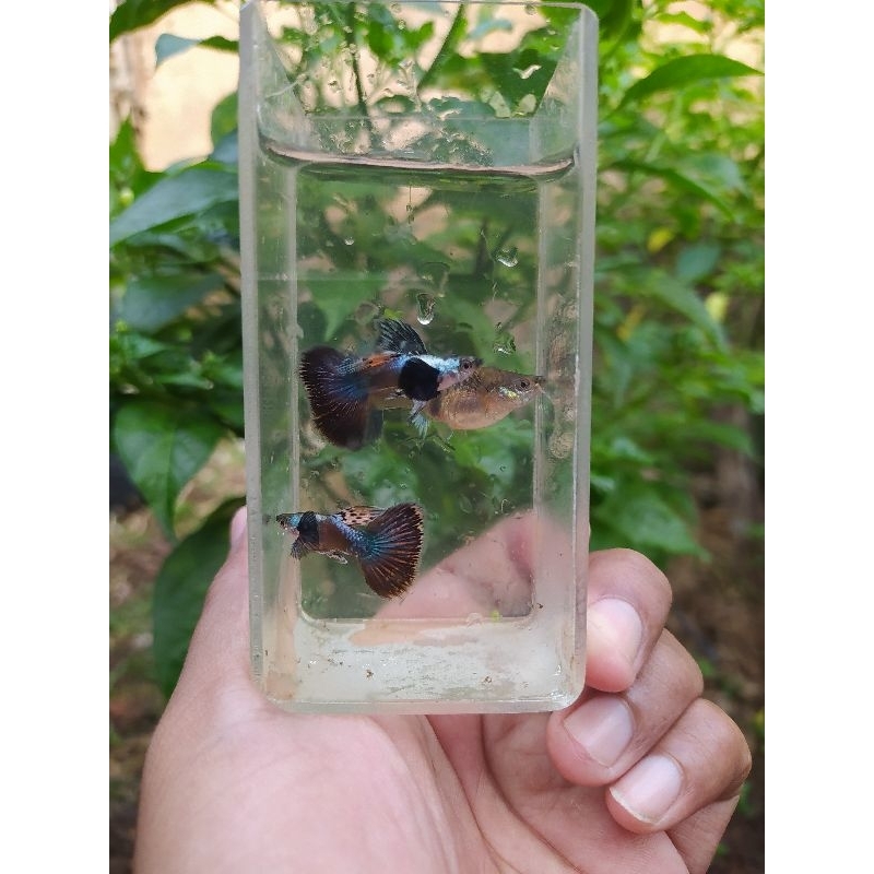 

free packing tambahan co PRMBE
