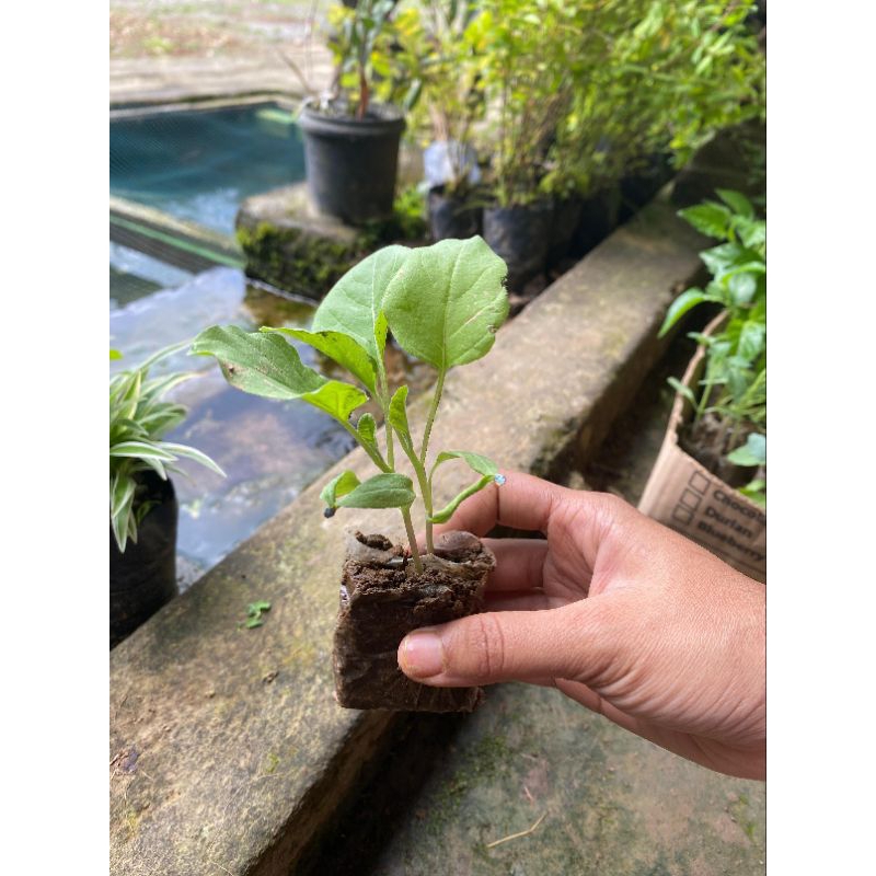 BIBIT FRESH - Paket 50 Bibit Terong ungu sayur siap tanam