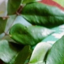 

Daun Belimbing manis Asli Segar Baru Petik Dari pohon 250 gram