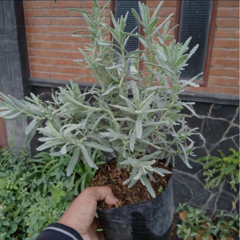 Lavender Prancis import asli  , lavandula dentata / France lavender