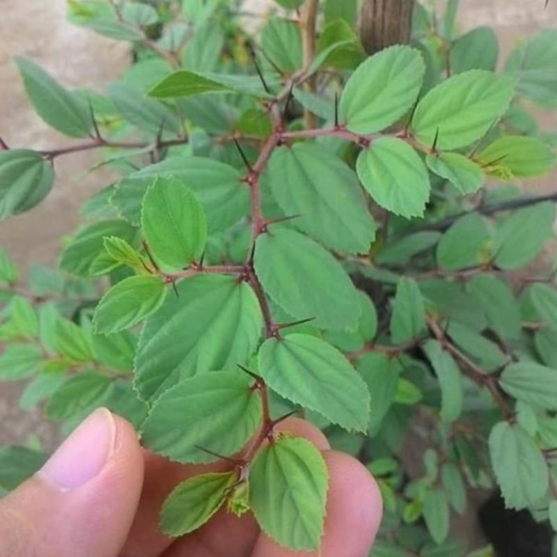 

DAUN BIDARA ARAB (SEGAR DAN KERING) HERBAL KESEHATAN BADAN