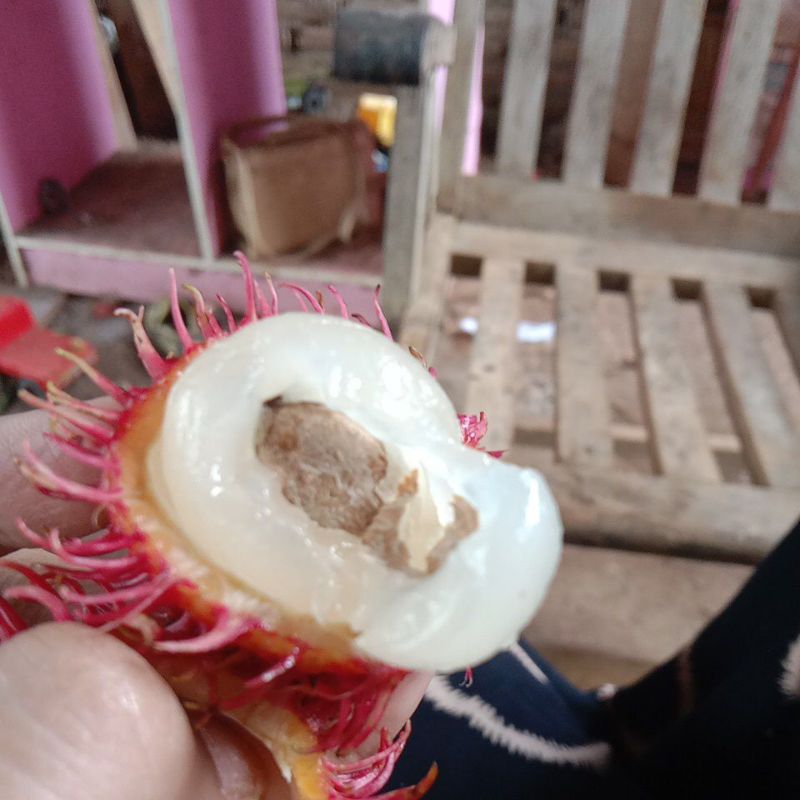 

rambutan/aceh