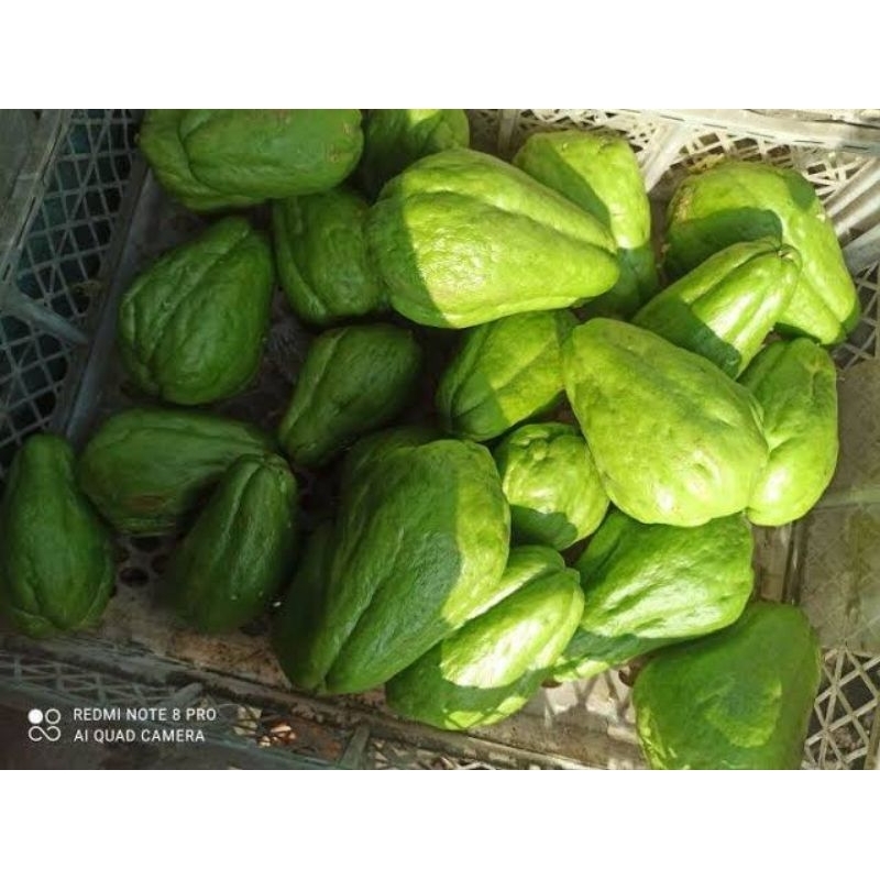 

KEBUN RAYA- Labu Siam/Jipang Sayur Fresh Siap Masak