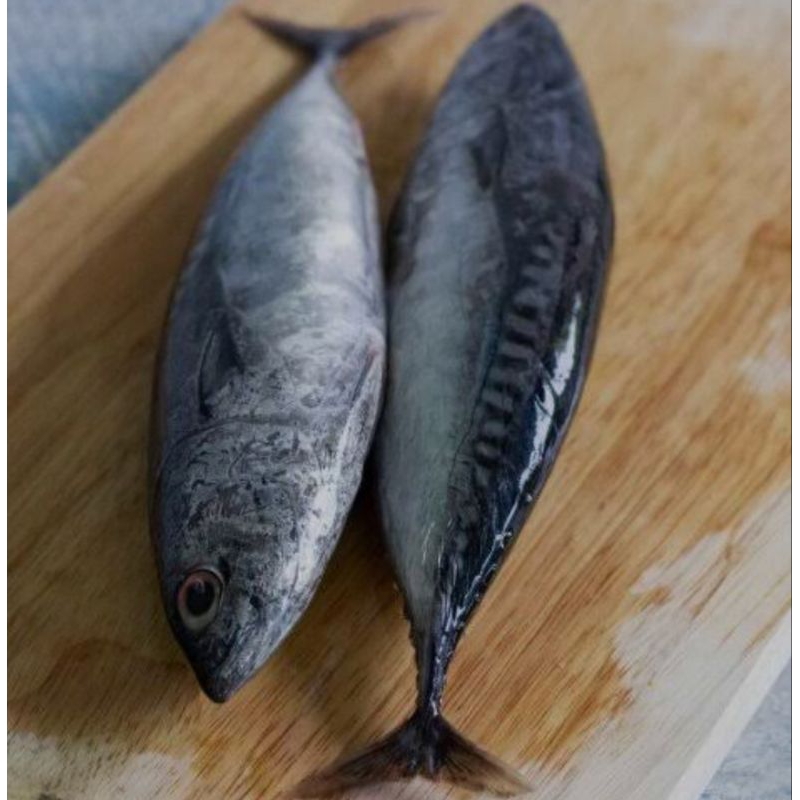 

Ikan Tongkol