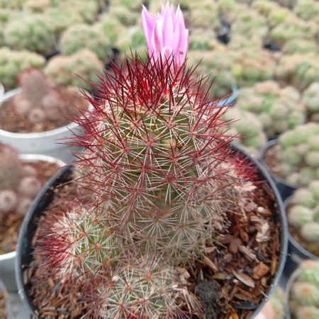 Tanaman Hias Kaktus Mamillaria Swinglei Mini Dekorasi Taman  Outdoor Indoor Rumah Elongata Duri Mera