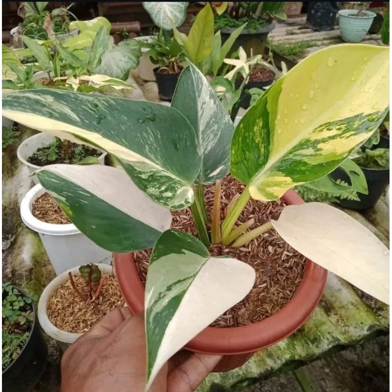 Philodendron Green Congo - tanaman hias philo green congo varigata cantik murah