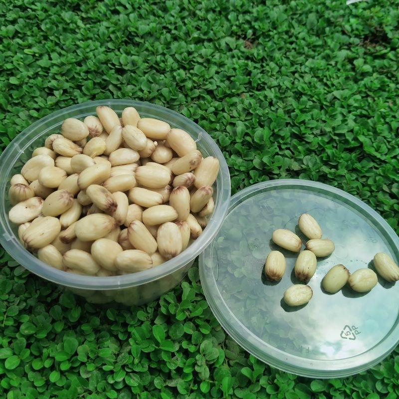 ASLI Biji Jarak Fermentasi Umpan Mancing Bawal No Boncos