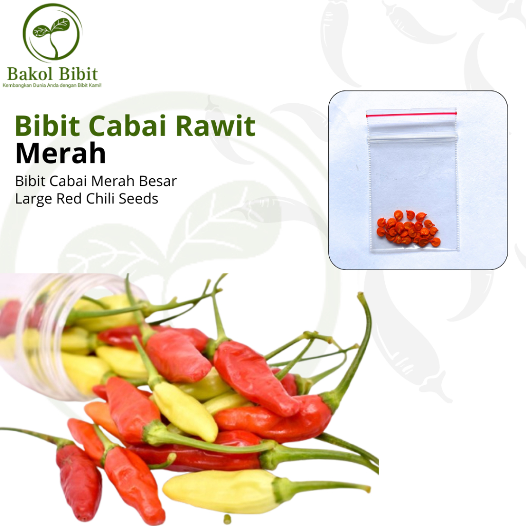 

BAKOL BIBIT-Aneka Bibit Cabai Rawit Pedas Cabai Rawit Merah Sambal