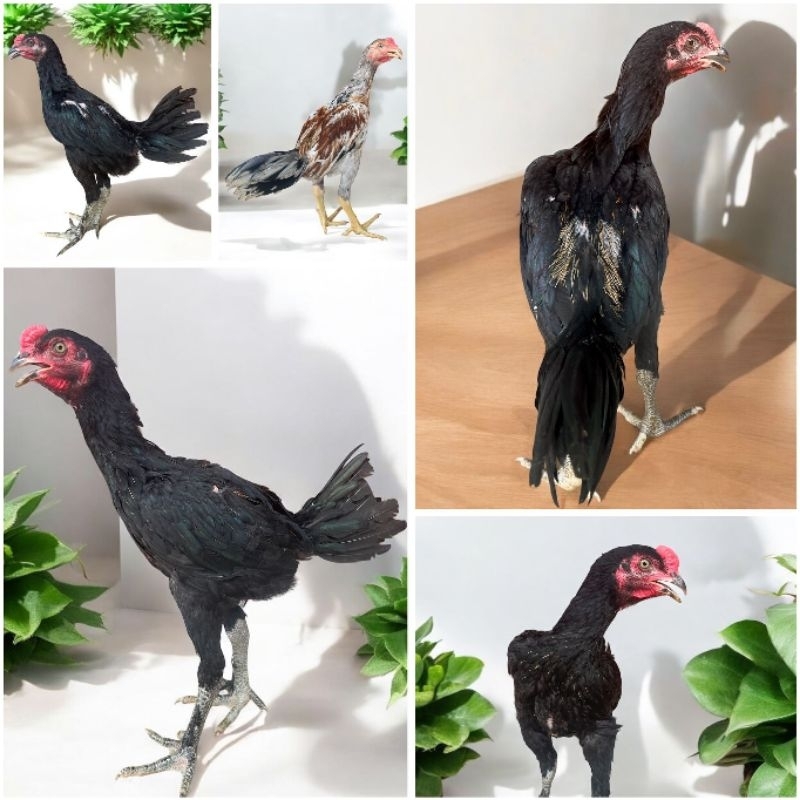 telur fertil ayam pakhoy