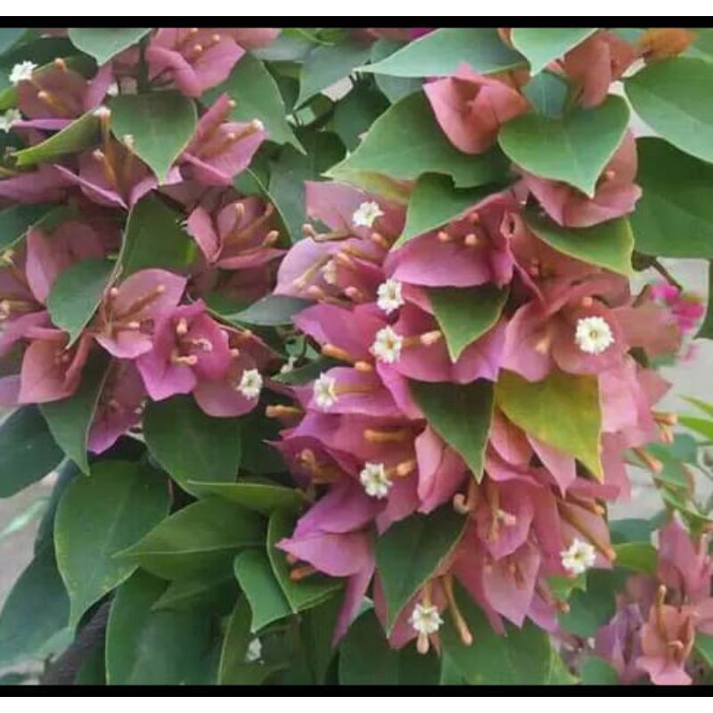 Bougenville Singapore peach