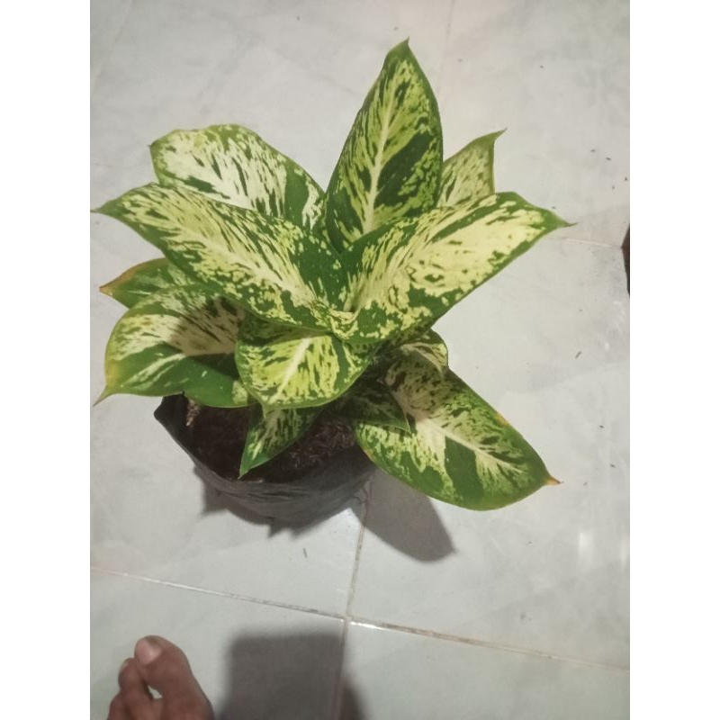 tanaman hias diven candi