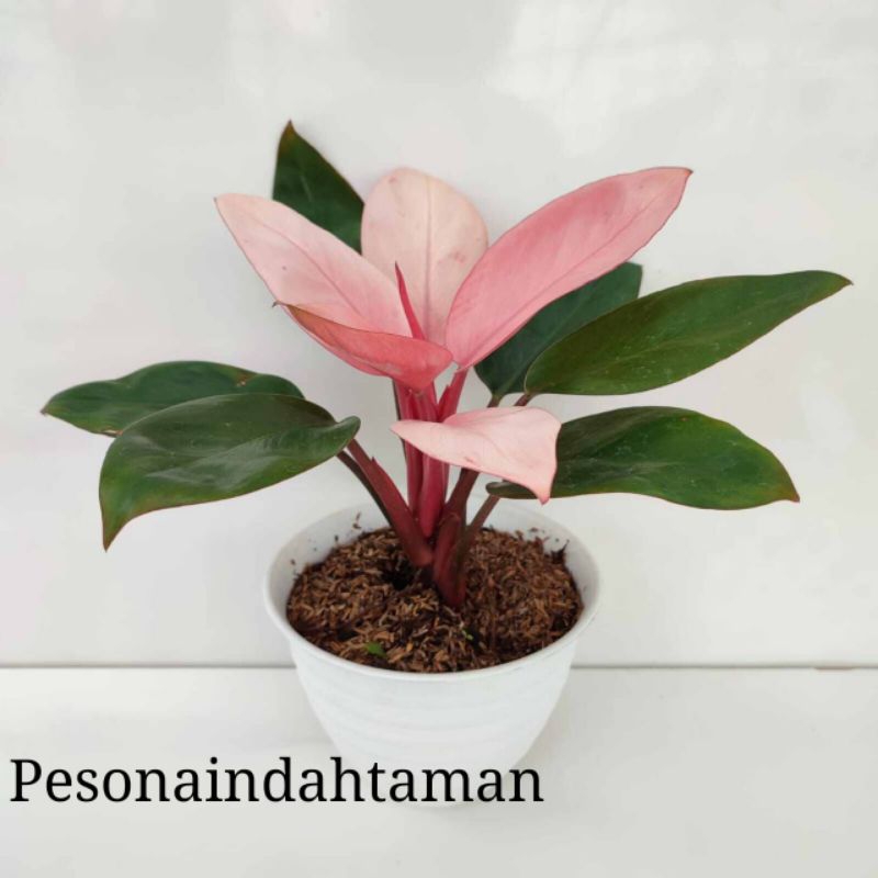Tanaman hias philodendron pink congo - Philodendron pink congo - Philo pink congo