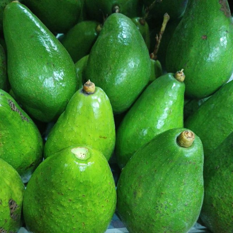 

alpukat mentega jumbo