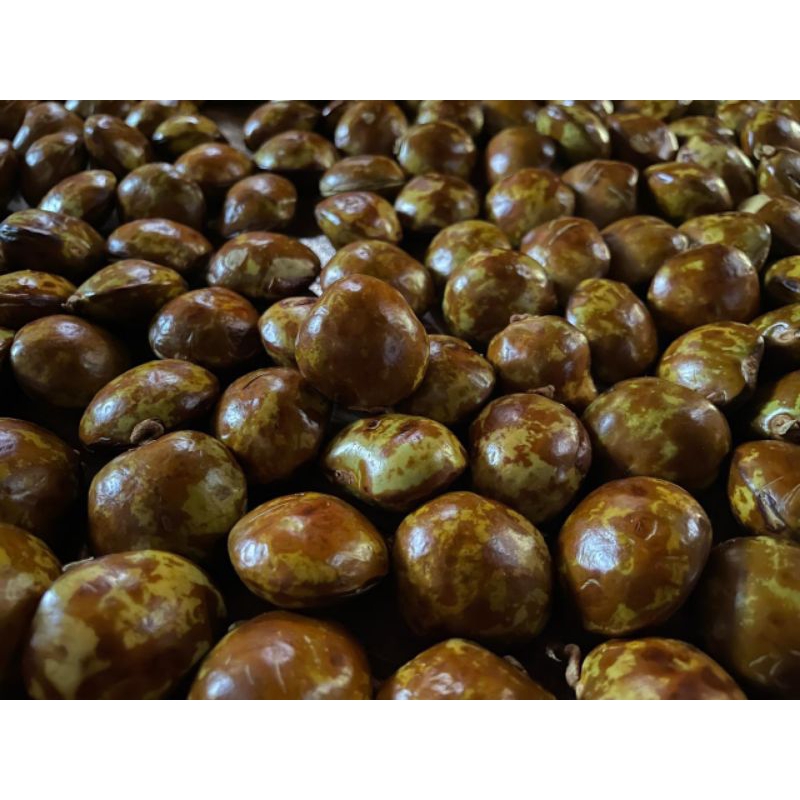 

JENGKOL TUA PULEN