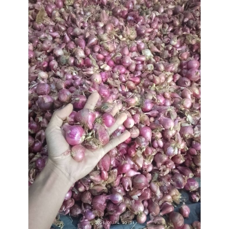 

bawang merah unggulan berkualitas asli garut jawa barat kemasan per 2kg