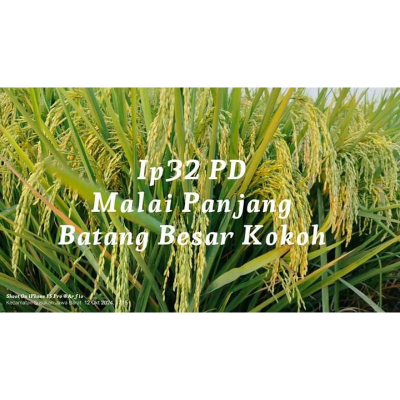 BENIH PADI IP PD MALAI PANJANG UNGGUL BERKUALITAS 1KG