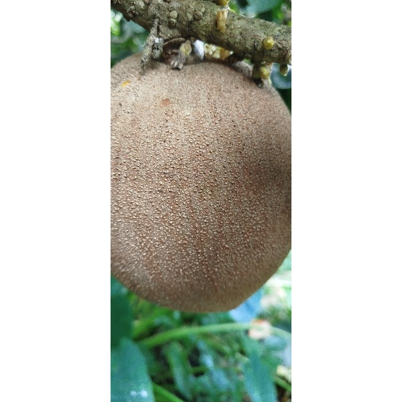 buah mamey sapote keywes