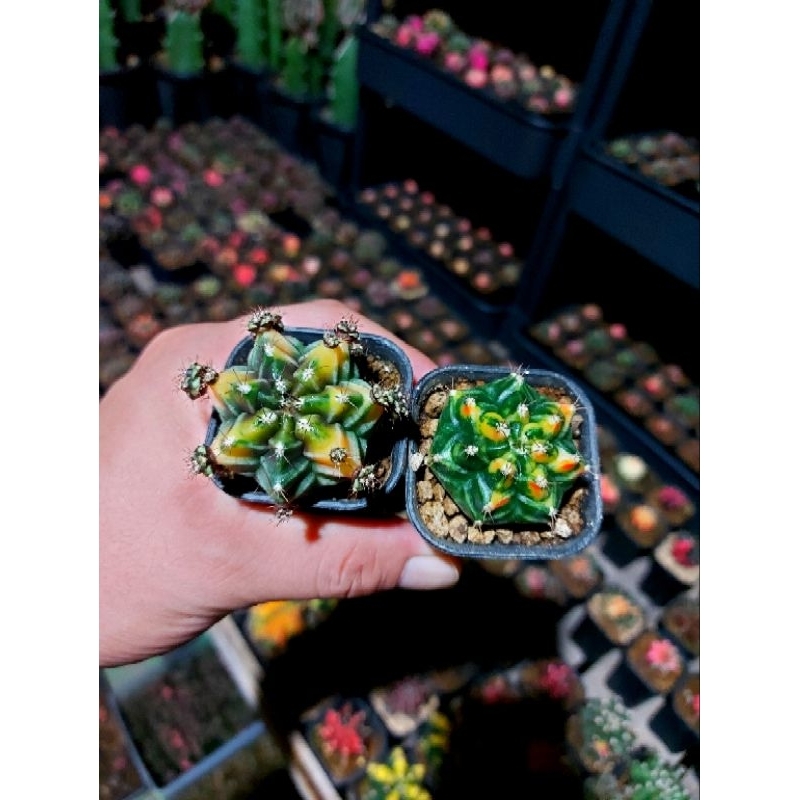 gymnocalycium  rootbeer dan t31115