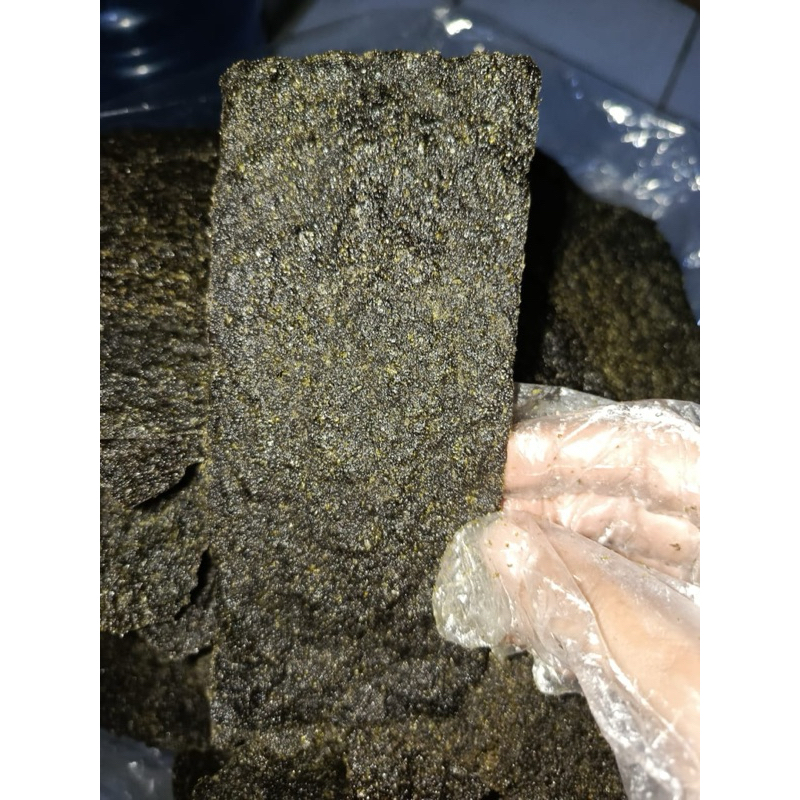 

patahan rumput laut