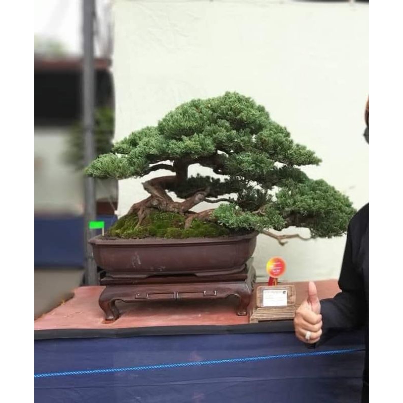 Cemara Blue Sinensis