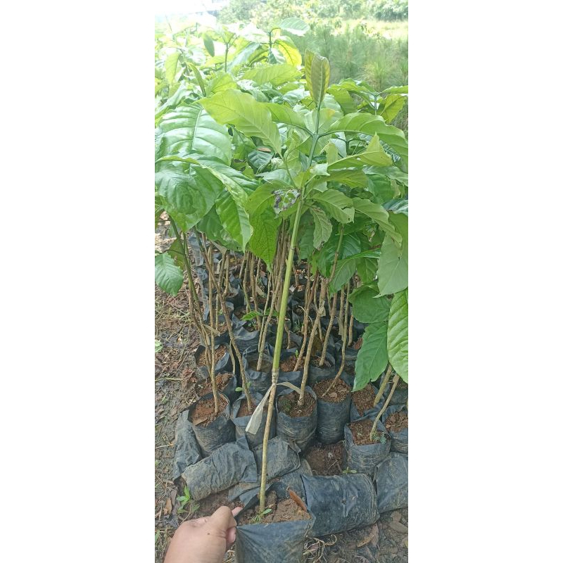 bibit kopi robusta dan torabika