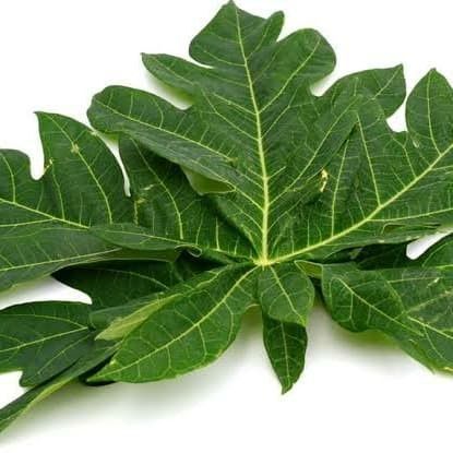 

Daun pepaya (Carica papaya) per ikat ±300gr