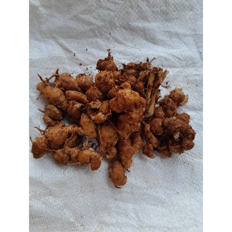 

Kencur Segar 1 kg
