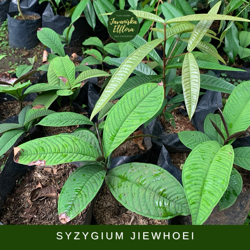 Bibit & Biji Syzygium Jiewhoei 100% Original - Jambu Papua, Rawatan Terbaik
