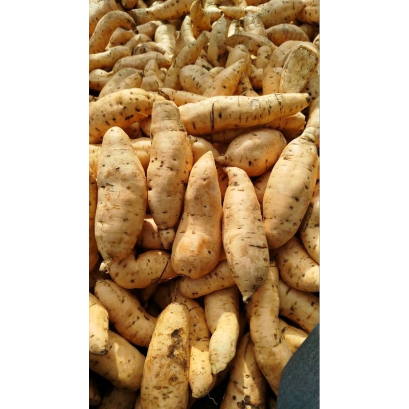 

Ubi madu 2 kg super to ubi cilembu madu ubi oven ubi bakar