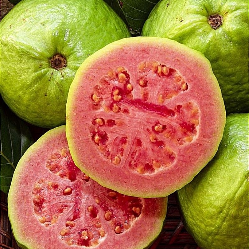 

Buah jambu bangkok merah super /1KG