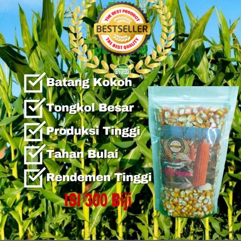 

Jual benih jagung lokal terbaik kemasan 1 kg