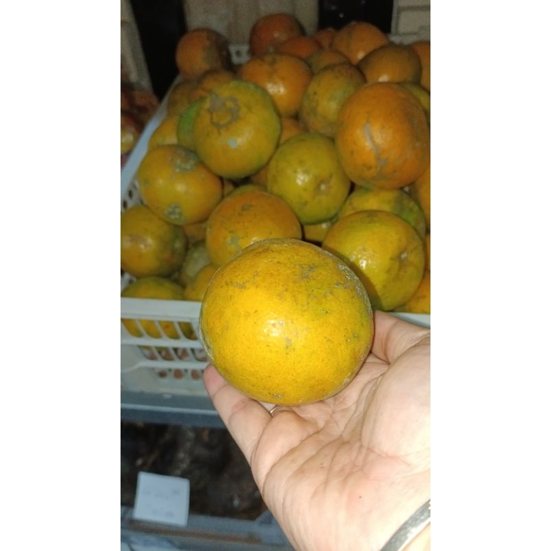 

jeruk medan super