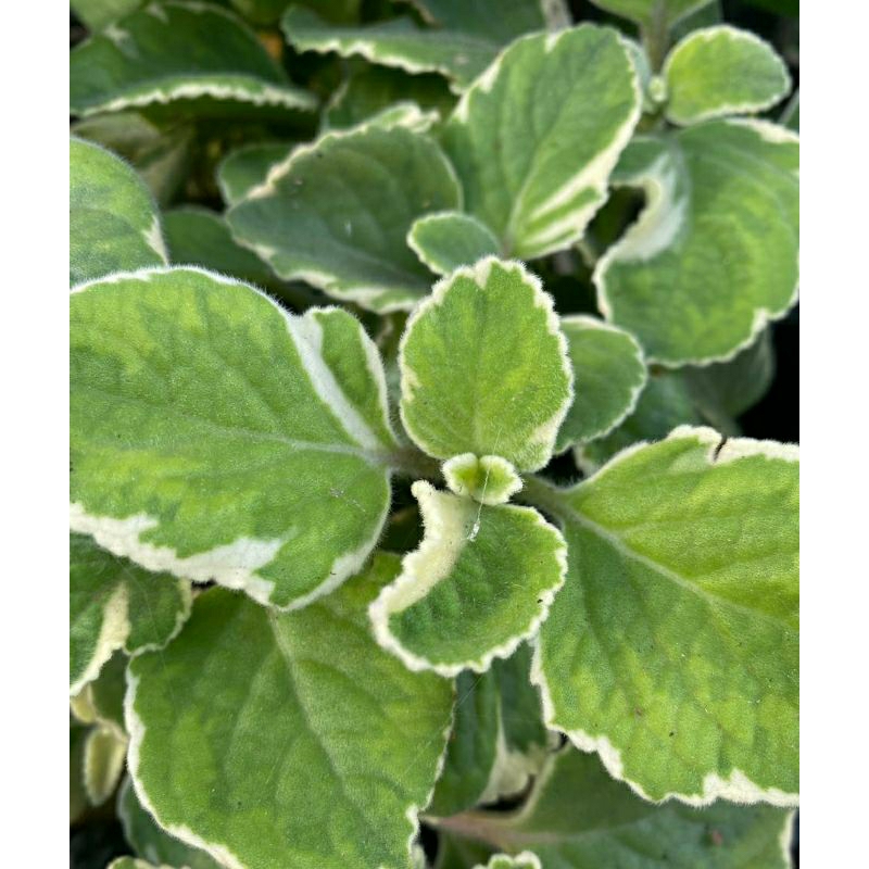Bibit Mexican Mint Variegata
