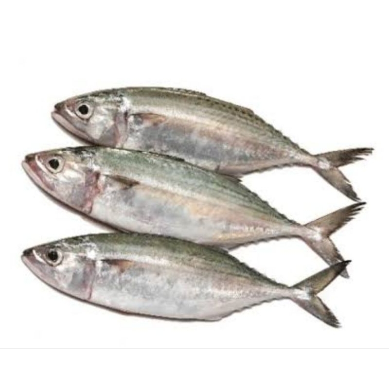 

Ikan kembung banjar 250 gram isi 2